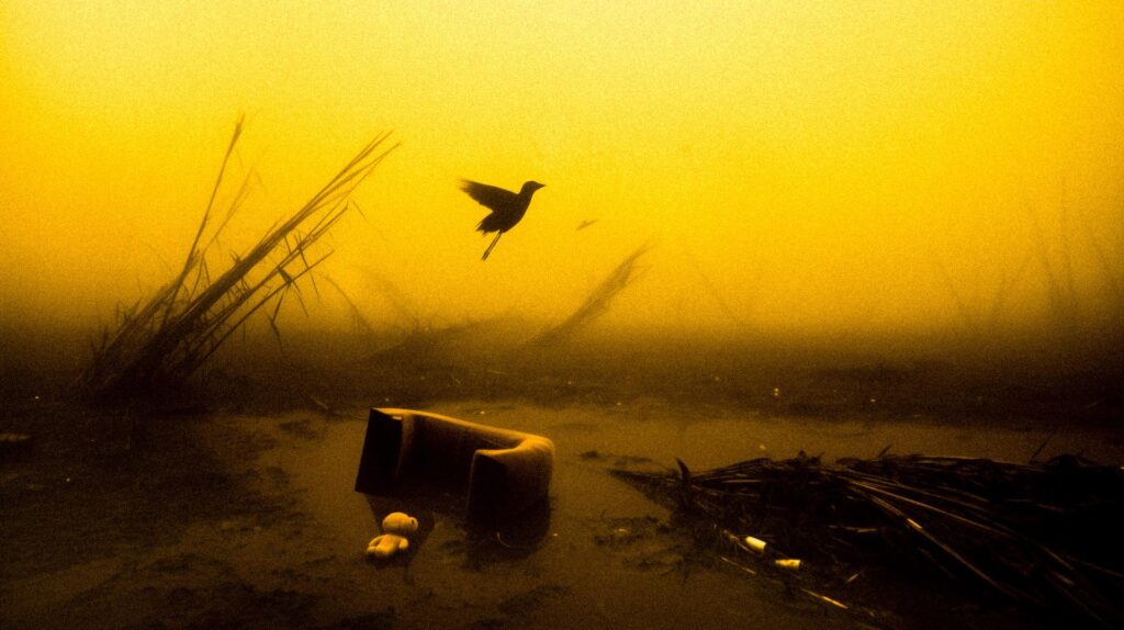 Imagen creada por Virginia Rota para la obra ENTRE CAÑAS Y BARRO de DANTE, A.C.