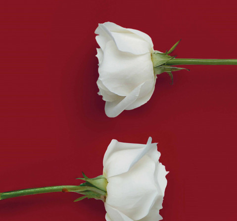 Imagen promocional de la producción